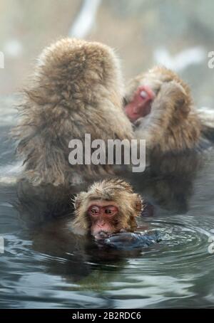 La famille des macaques japonais nettoie la laine dans l'eau des sources chaudes naturelles. Toilettage des Monkeys de neige.La macaque japonaise.Macaca fuscata, Banque D'Images