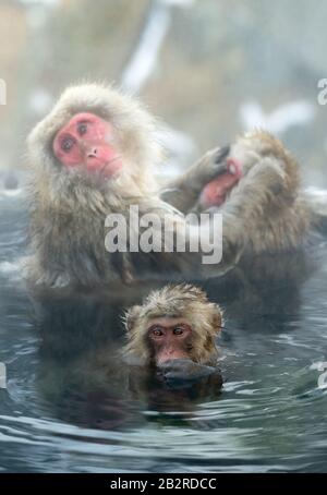 La famille des macaques japonais nettoie la laine dans l'eau des sources chaudes naturelles. Toilettage des Monkeys de neige.La macaque japonaise.Macaca fuscata, Banque D'Images