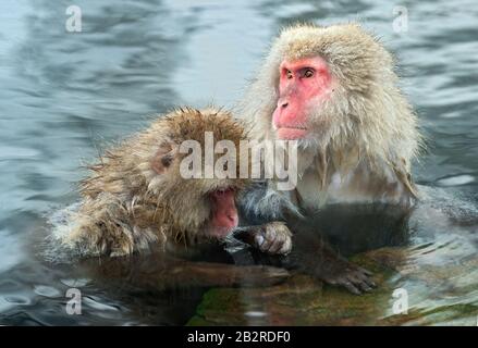 La famille des macaques japonais nettoie la laine dans l'eau des sources chaudes naturelles. Toilettage des Monkeys de neige.La macaque japonaise.Macaca fuscata, Banque D'Images