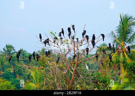 Petits Cormorans (Phalacrocorax niger) perchés sur un arbre Banque D'Images