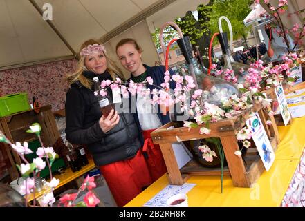 Weinverkauf, Baumbluetenfest, Werder / Havel, Brandebourg, Deutschland Banque D'Images