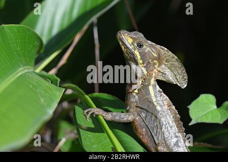 Basilisque commun (Basiliscus basiliscus) , proximité sur adulte Banque D'Images