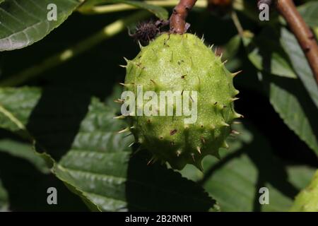 Conkers est appliqué à la graine et à l'arbre de châtaignier de cheval. Banque D'Images