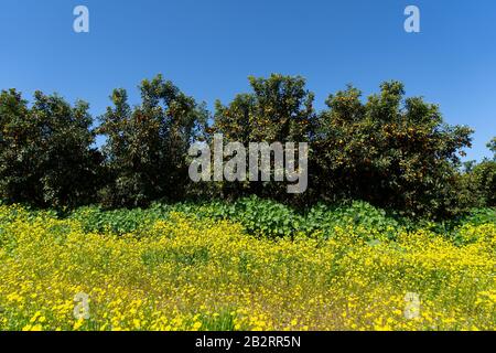 Arbres chargés de fruits dans le verger de Kumquat Banque D'Images