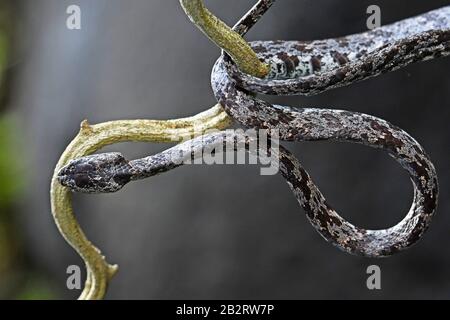 Le serpent d'arbre mince monte sur une vigne Banque D'Images