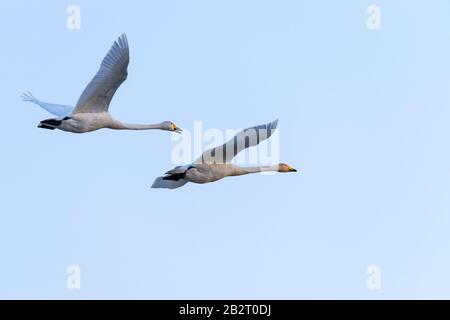 Photo basse angle de deux magnifiques cygnes de toundra blanc volant sous un ciel bleu clair Banque D'Images