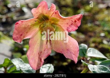 Schneerose, Christrose oder Schwarze Nieswurz (Helleborus niger), einzelne Blüte Banque D'Images