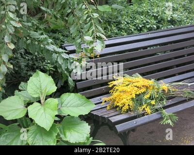 Une bande de mimosa jaune posée sur un banc de parc noir, abandonnée après avoir été distribuée à la foule au Carnaval de Nice, février 2020. Banque D'Images