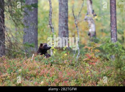 Wolverine (Gulo gulo) dans la forêt de la Taïga finlandaise, Kainuu, Carélie du Nord, Kuhmo, Finlande Banque D'Images