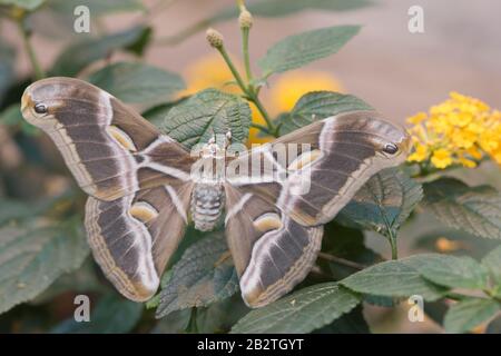 Ailanthus Silkmoth (Samia Cynthia), Emsland, Basse-Saxe, Allemagne Banque D'Images