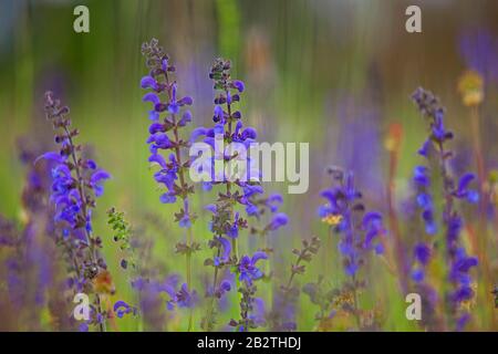 Prairie Clary (Salvia pratensis), floraison, Hesse, Allemagne Banque D'Images