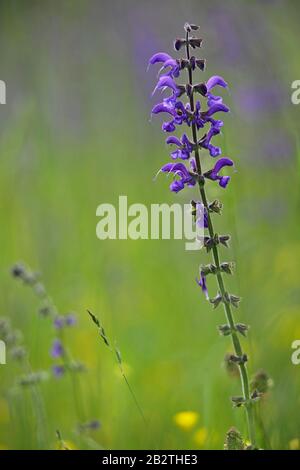 Prairie Clary (Salvia Pratensis), Floraison, Solms, Hesse, Allemagne Banque D'Images