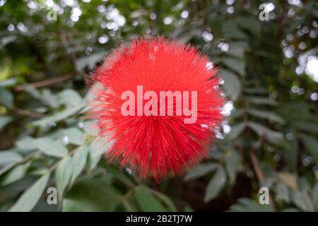 Powderpuff Lilly - Lilly Sanguin - Scadoxus Multiflorus Banque D'Images