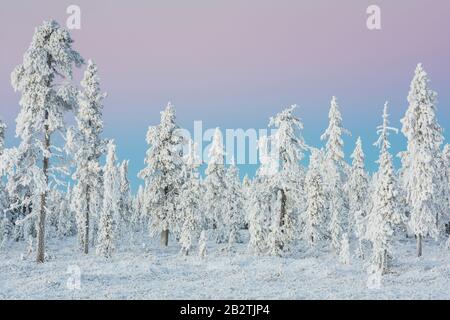 Landschaft im Gegenlicht, Schwedisch-Lappland, Skandinavien Banque D'Images