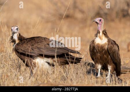 Vautour à capuchon (Necrosyrtes monachus), adulte et juvénile debout sur le terrain, Mpumalanga, Afrique du Sud Banque D'Images