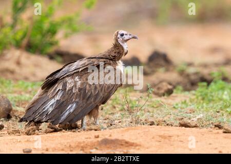 Vautour à capuchon (Necrosyrtes monachus), vue latérale d'un jeune debout sur le terrain, Mpumalanga, Afrique du Sud Banque D'Images