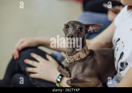 Chien greyhound italien dans la main de fille, foyer sélectif. Banque D'Images