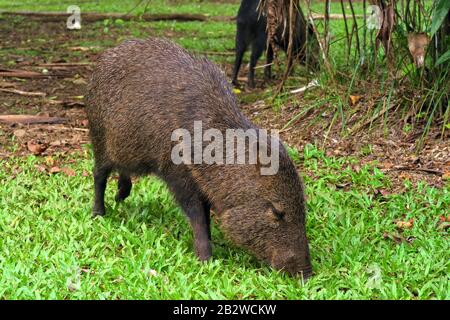 Peccary (Pecarui tajacu), du Costa Rica Banque D'Images