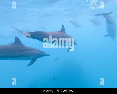 Troupeau de dauphins jouant dans l'eau bleue près de l'île de Mafushi, aux Maldives Banque D'Images