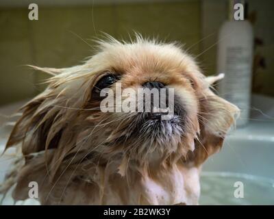 doggy savonnelle prenant un bain Banque D'Images