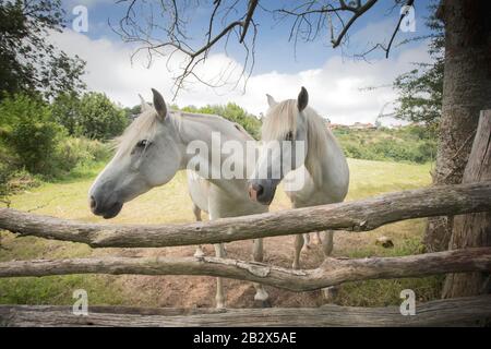 deux chevaux blancs regardant latéralement par une clôture en bois et sous un arbre, en arrière-plan vous pouvez voir un petit village Banque D'Images