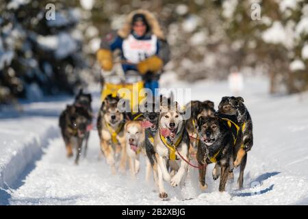 Musher Hans Gatt en compétition aux Championnats du monde de chiens de traîneau à fourrure Rendezvous à Campbell Airstrip à Anchorage, dans le sud de l'Alaska. Banque D'Images