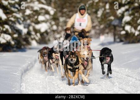 Musher Marvine Kokrine en compétition aux Championnats du monde de traîneau à fourrure Rendezvous à Campbell Airstrip à Anchorage, dans le sud de l'Alaska. Banque D'Images