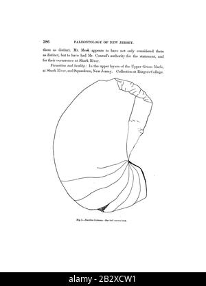 Gasteropoda et Céphalopoda des argiles et des serres de Raritan du New Jersey (page 286) Banque D'Images