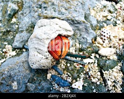 Crabe ermit (PaguroIdea) dans une coquille, îles Cocos Keeling, océan Indien, Australie. Banque D'Images