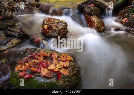 Gros plan sur le ruisseau qui coule dans le comté de Nantou à Taiwan Banque D'Images