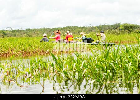 Pêche Du Trekker Prises Légendaires De Piranha En Première Forêt Amazonienne Équatorienne Banque D'Images