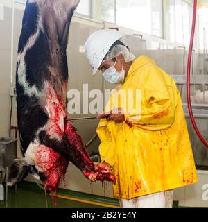 Abattoir Boucher tuer un cochon qui regarde droit dans l'appareil photo Banque D'Images