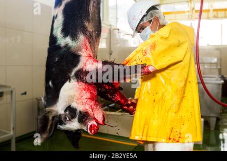 Abattoir Boucher tuer un cochon qui regarde droit dans la caméra se concentrer sur tête d'Animal Banque D'Images