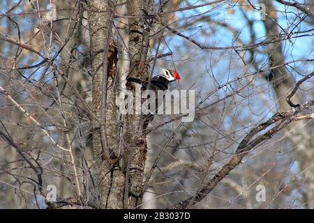 Un pic femelle vers le Pileated Dans UN arbre Banque D'Images