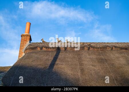 Famille de canards de chaume sur un toit de chalet en chaume en hiver lumière du soleil. Bledington, Cotswolds, Gloucestershire, Angleterre Banque D'Images