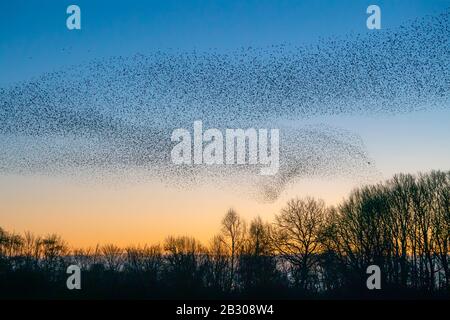 Belle grande bande d'éboulings (Sturnus vulgaris), Geldermalsen aux pays-Bas. Les éboulings se sont rassemblés dans d'énormes nuages. Murmures de Starling. Banque D'Images