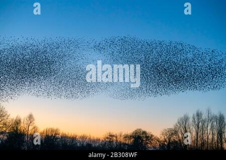 Belle grande bande d'éboulings (Sturnus vulgaris), Geldermalsen aux pays-Bas. Les éboulings se sont rassemblés dans d'énormes nuages. Murmures de Starling. Banque D'Images