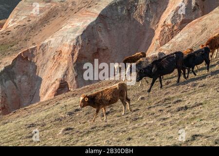 Troupeau de vaches skinny sur un flanc de montagne Banque D'Images