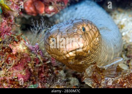 Serpent de mer d'olive ou serpent de mer d'or (Aipysurus laevis), extrêmement toxique, Papouasie-Nouvelle-Guinée Banque D'Images