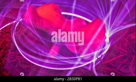 Nature néon. Les champignons et les plantes illuminée par un gaz inerte. Les choses paradoxales et de couleurs que les couleurs des jeunes Banque D'Images