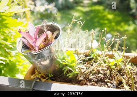 Les semis de fleurs pour l'ensemencement dans un lit de fleur sur le balcon Banque D'Images