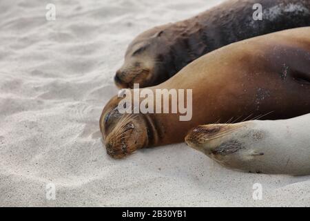 Les lions de mer se trouvant dans le sable sur la plage sur les îles Galapagos dorment - Animaux Adorables Mignons. Nature animale et sauvage sur Galapagos, Équateur, Amérique du Sud. Famille des lions de mer. Banque D'Images