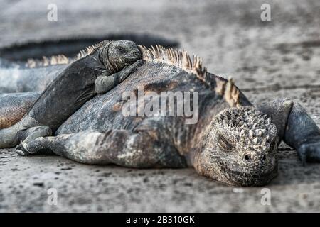 Animaux des îles Galapagos. Iguanes allongé au soleil sur la roche. L'iguana marine est une espèce endémique dans les îles Galapagos. Animaux, faune et nature de l'Équateur. Iguana jeune et mature. Banque D'Images