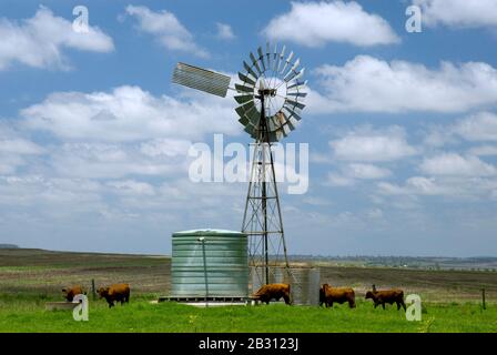 Arroser du bétail sur les Darling Downs, dans le sud du Queensland, en Australie Banque D'Images