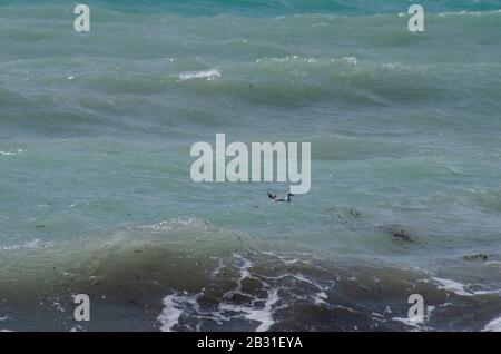 Un crâne méditerranéen ( Larus melanocephalus ) chache sur la mer près de Glyfada Athènes Grèce. Les goélands commencent tout juste à perdre leur plumage d'hiver Banque D'Images