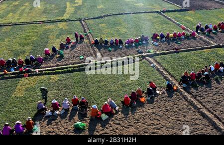 (200304) -- MIANXIAN, 4 mars 2020 (Xinhua) -- une photo aérienne prise le 3 mars 2020 montre aux villageois planter Ophiogon japonicus, une herbacée traditionnelle chinoise (TCM), dans les champs du village de Chunfeng dans le comté de Mianxian, dans la province du Shaanxi au nord-ouest de la Chine. Depuis 2018, le village de Chunfeng du comté de Mianxian a essayé de planter Ophiogon japonicus, une herbe de TCM nouvellement introduite dans le village, et a fait un succès. Le village a ensuite établi des coopératives professionnelles de plantation et de transformation pour étendre sa chaîne de production de l'herbe de TCM. Jusqu'à présent, un sta de 400 um (environ 26,7 hectares) Banque D'Images