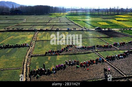 (200304) -- MIANXIAN, 4 mars 2020 (Xinhua) -- une photo aérienne prise le 3 mars 2020 montre aux villageois planter Ophiogon japonicus, une herbacée traditionnelle chinoise (TCM), dans les champs du village de Chunfeng dans le comté de Mianxian, dans la province du Shaanxi au nord-ouest de la Chine. Depuis 2018, le village de Chunfeng du comté de Mianxian a essayé de planter Ophiogon japonicus, une herbe de TCM nouvellement introduite dans le village, et a fait un succès. Le village a ensuite établi des coopératives professionnelles de plantation et de transformation pour étendre sa chaîne de production de l'herbe de TCM. Jusqu'à présent, un sta de 400 um (environ 26,7 hectares) Banque D'Images