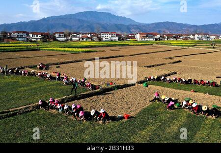 (200304) -- MIANXIAN, 4 mars 2020 (Xinhua) -- une photo aérienne prise le 3 mars 2020 montre aux villageois planter Ophiogon japonicus, une herbacée traditionnelle chinoise (TCM), dans les champs du village de Chunfeng dans le comté de Mianxian, dans la province du Shaanxi au nord-ouest de la Chine. Depuis 2018, le village de Chunfeng du comté de Mianxian a essayé de planter Ophiogon japonicus, une herbe de TCM nouvellement introduite dans le village, et a fait un succès. Le village a ensuite établi des coopératives professionnelles de plantation et de transformation pour étendre sa chaîne de production de l'herbe de TCM. Jusqu'à présent, 400 um (environ 26,7 hectares) s Banque D'Images