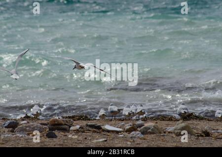 Un troupeau de goélands méditerranéens ( Larus melanocephalus ) sur une plage près de Glyfada Athènes Grèce. Les goélands commencent tout juste à perdre leur prune d'hiver Banque D'Images