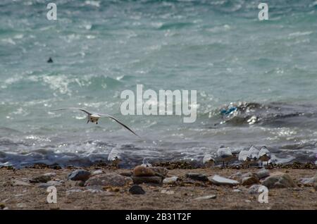 Un troupeau de goélands méditerranéens ( Larus melanocephalus ) sur une plage près de Glyfada Athènes Grèce. Les goélands commencent tout juste à perdre leur prune d'hiver Banque D'Images